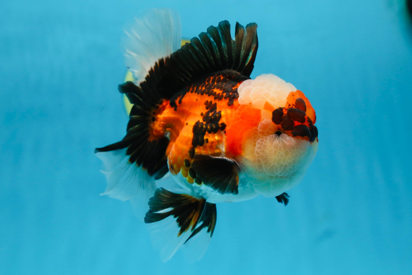 AAA Grade CHUBBY CHEEK Tricolor Oranda Male 5.5  inches #082225OR_12
