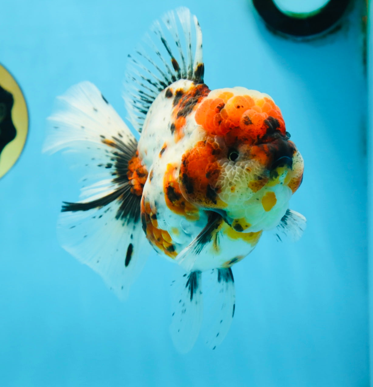 AAA Grade SUPER WEN Godzilla Calico Oranda Female 6 inches #080825OR_16