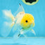 A Grade Lemonhead Button Eyes Oranda Male 5-5.5 inches #082225OR_21