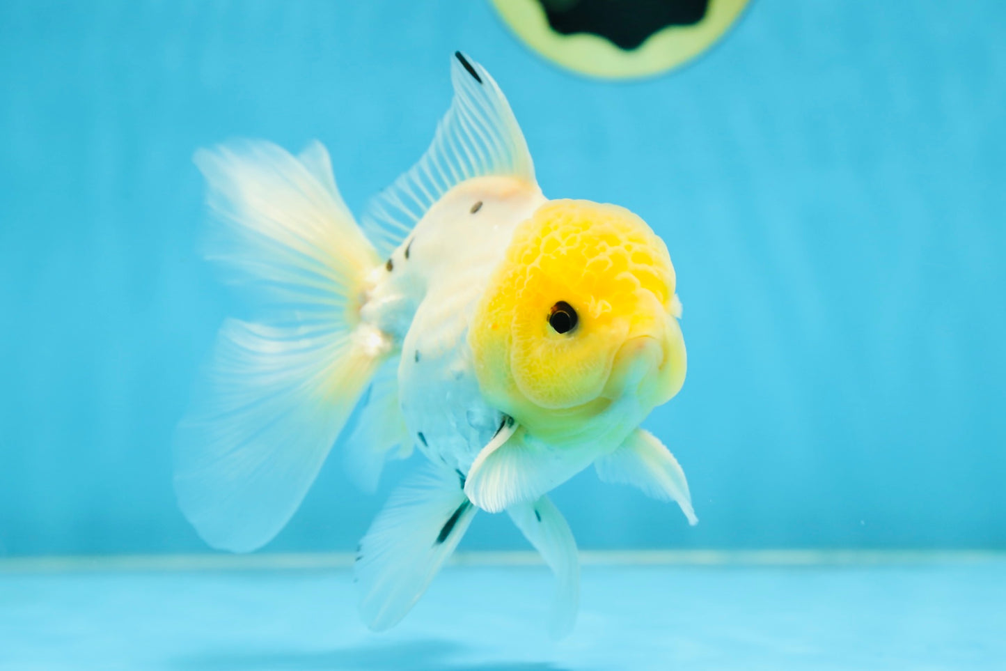 A Grade Lemonhead Button Eyes Oranda Male 5-5.5 inches #082225OR_21