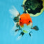 A Grade Tricolor Button Eyes Oranda Male 5 inches #080825OR_07
