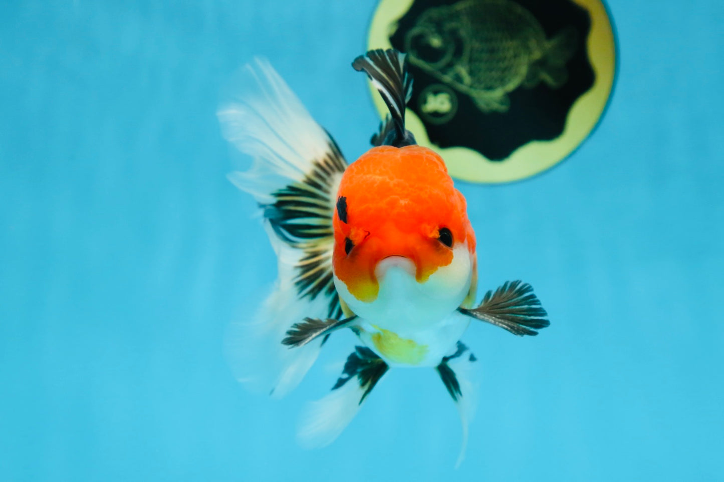 A Grade Tricolor Button Eyes Oranda Male 5 inches #080825OR_07
