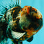 A Grade Real Calico Oranda Male 5.5 inches #062626OR_32