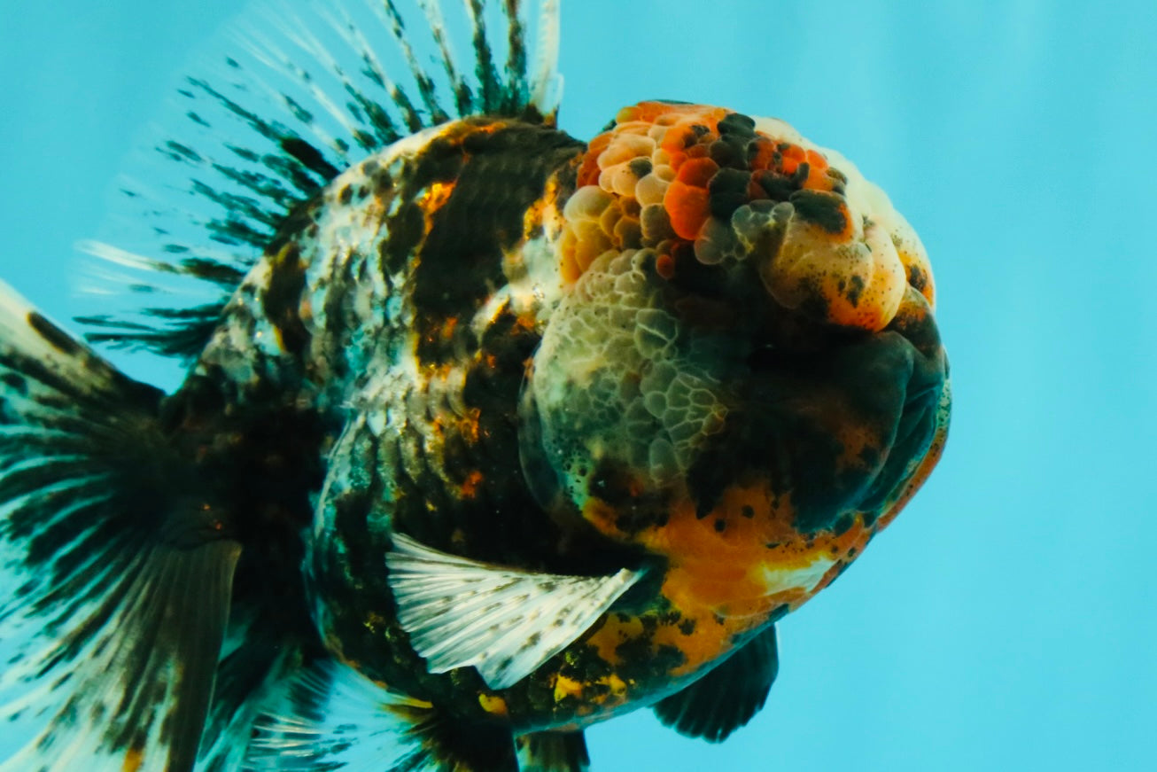 A Grade Real Calico Oranda Male 5.5 inches #062626OR_32