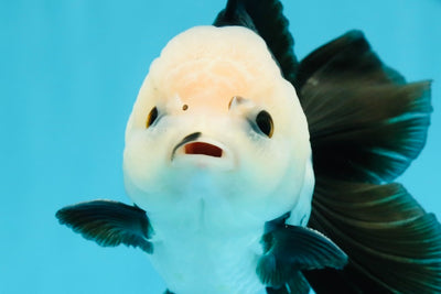 A Grade Panda Button Eyes Oranda Male 5-5.5 inches #120624OR_05