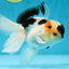 Tricolor Oranda Male 5 inches #052325OR_07