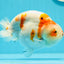 Sakura Ranchu tricolor con forma de huevo macizo de grado A, 5,5 pulgadas, n.º 0531RC_04