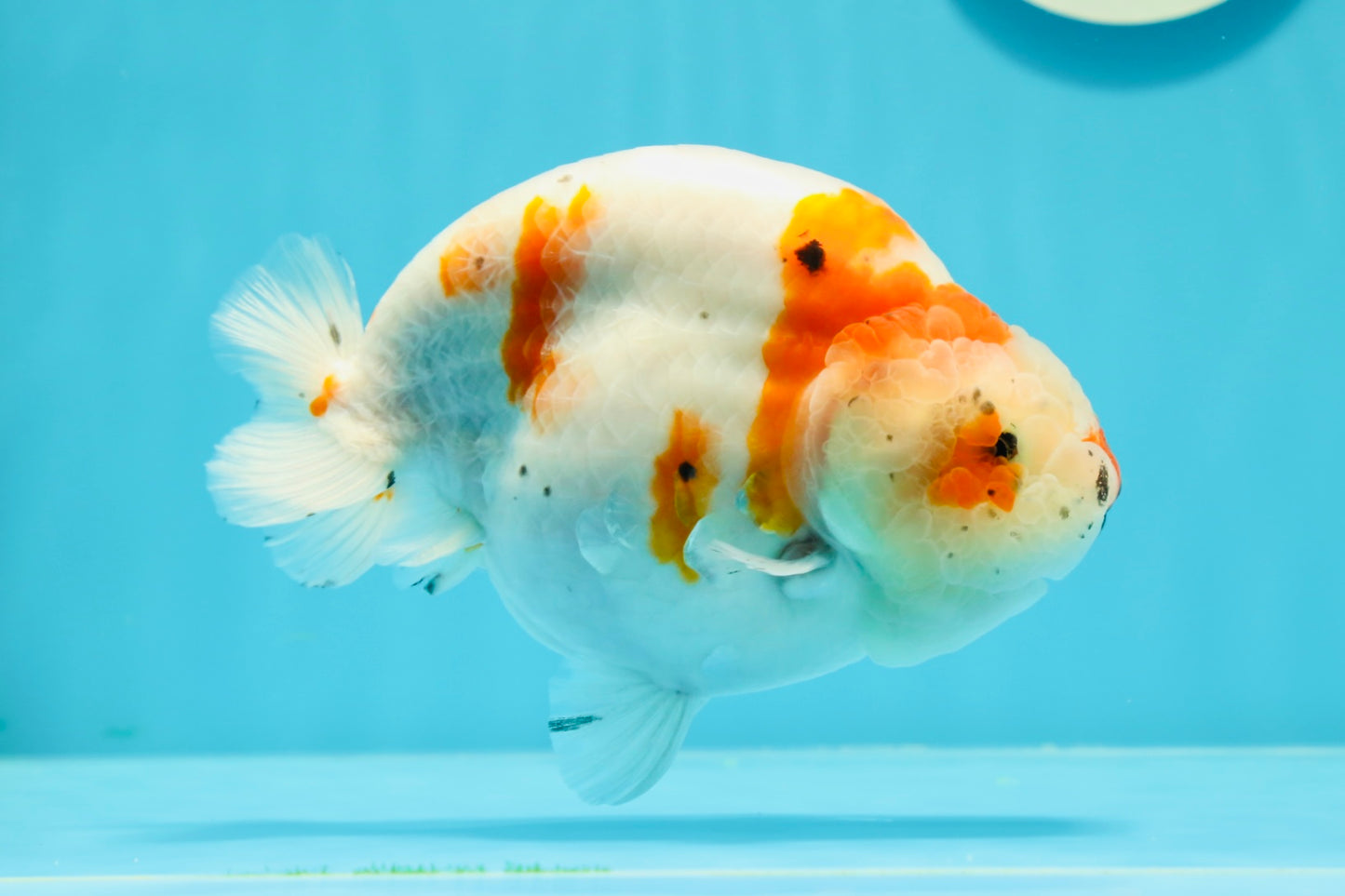 A Grade Chonky Egg Shape Tricolor Sakura Ranchu 5.5 inches #0531RC_04