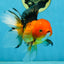 SPECIAL Apache Oranda Female 6 inches #091225OR_17