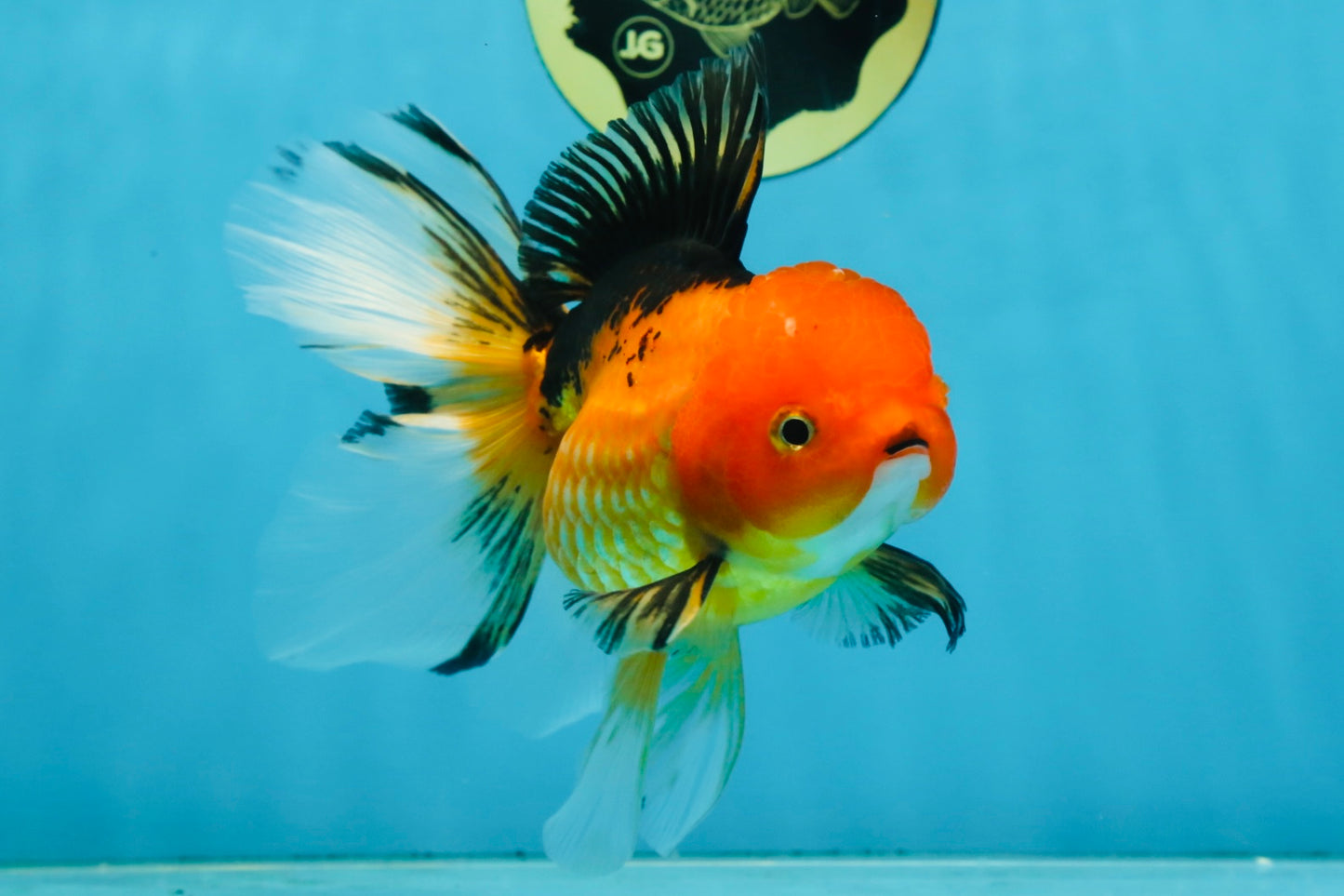 SPECIAL Apache Oranda Female 6 inches #091225OR_17