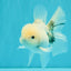 A Grade Marble Oranda Male 5-5.5 inches #050126OR_11
