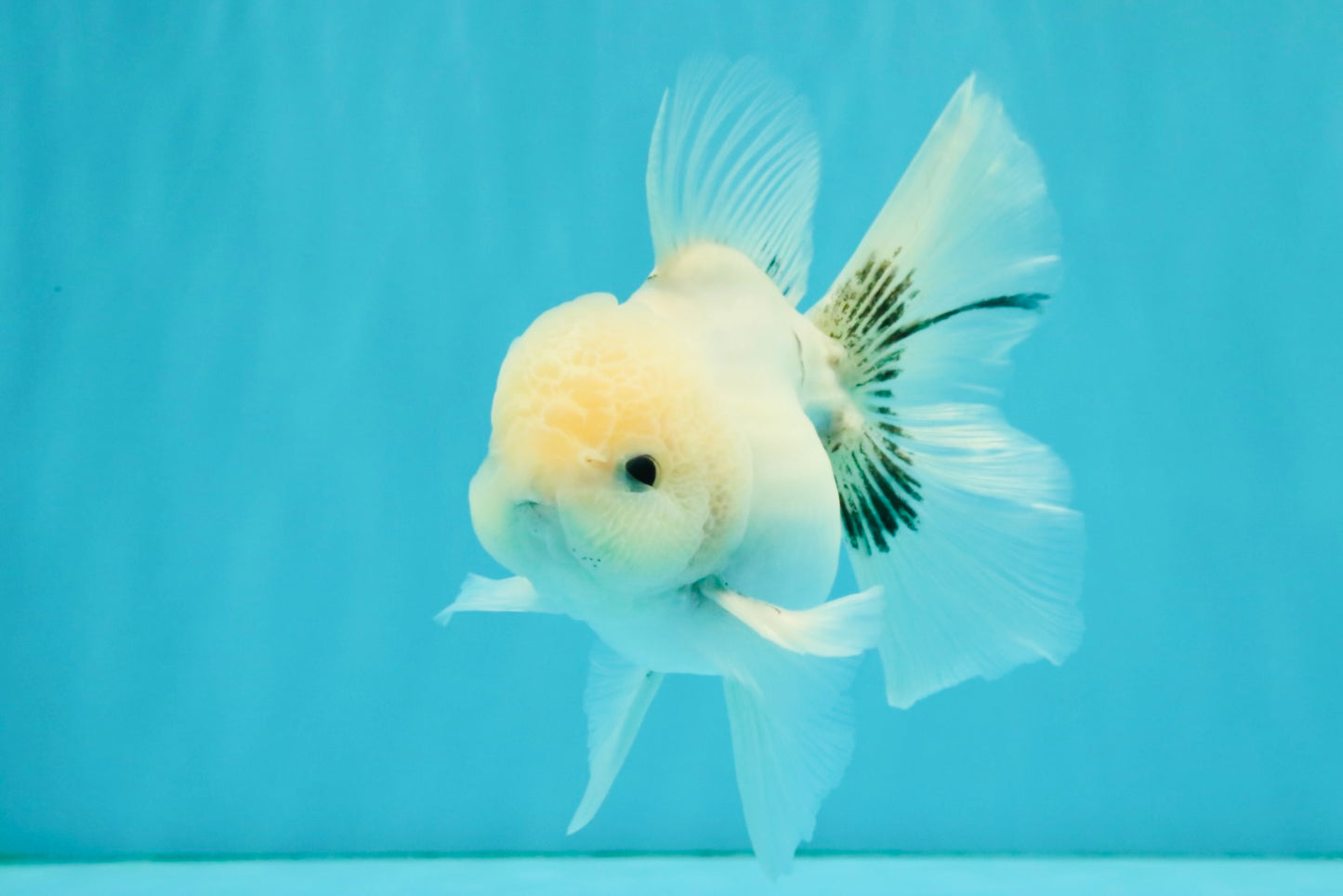 A Grade Marble Oranda Male 5-5.5 inches #050126OR_11