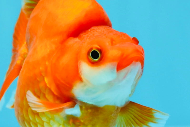 AAA Grade Solid Red Ryukin Female 4 inches #022026RK_10