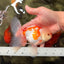 AAA Grade Red White Oranda Male 5.5 inches #062626OR_21