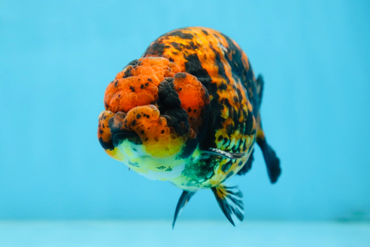 AAA Grade Tiger LionKing 5 inches #081525LC_02