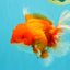 ANGER AAA Grade Red White Oranda Male 6 inches #032026OR_09