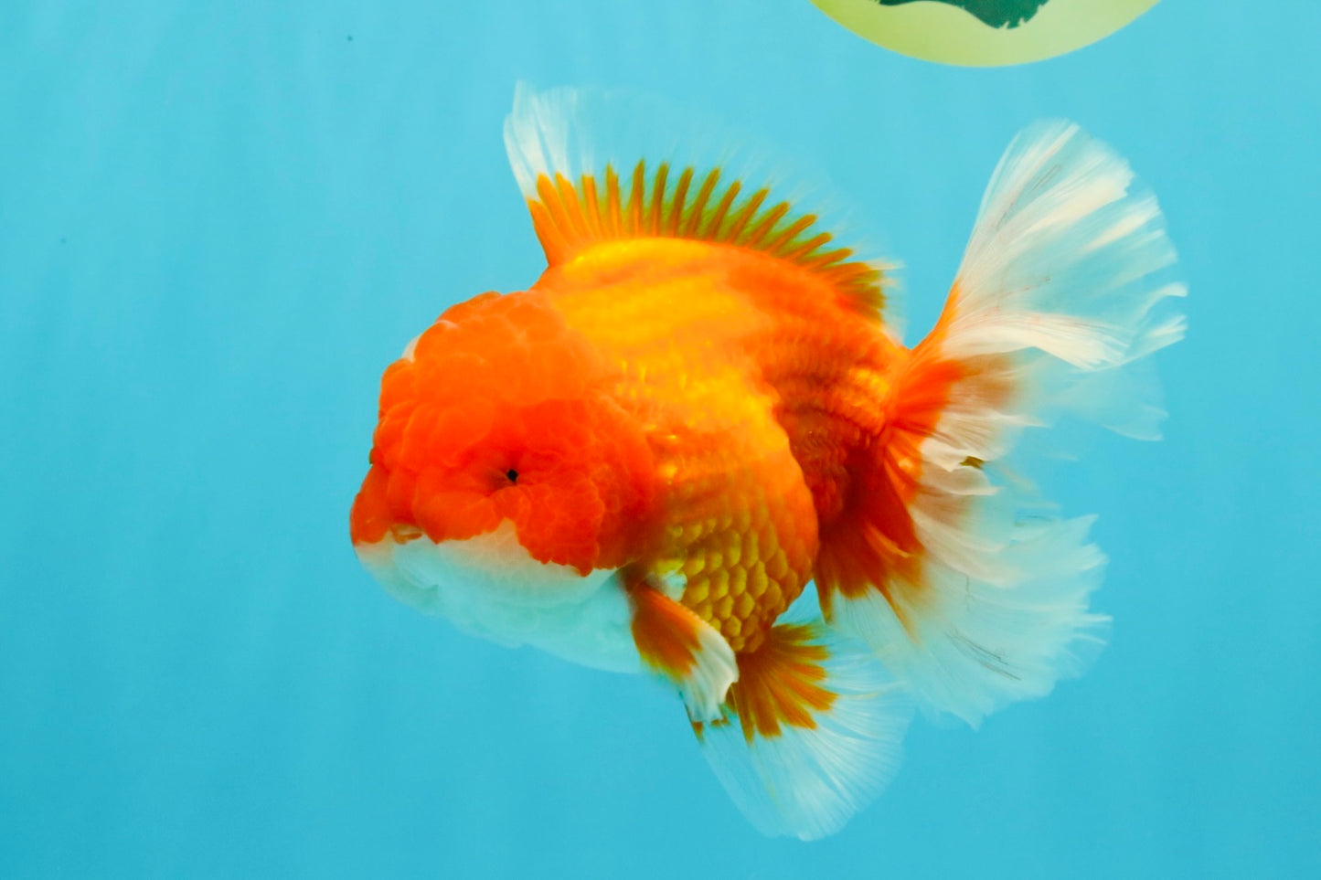 ANGER AAA Grade Red White Oranda Male 6 inches #032026OR_09