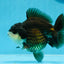 A Grade Panda Yuanbao Male 4.5 inches #0906YB_19