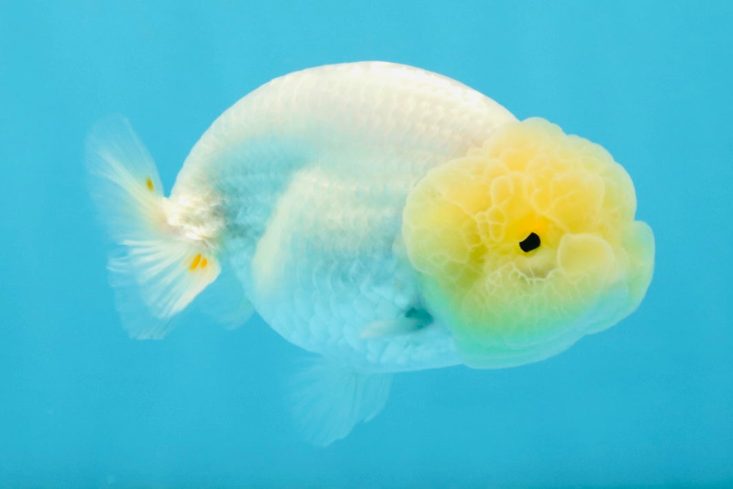 A Grade White LionQueen 4-4.5 inches #032726LC_20