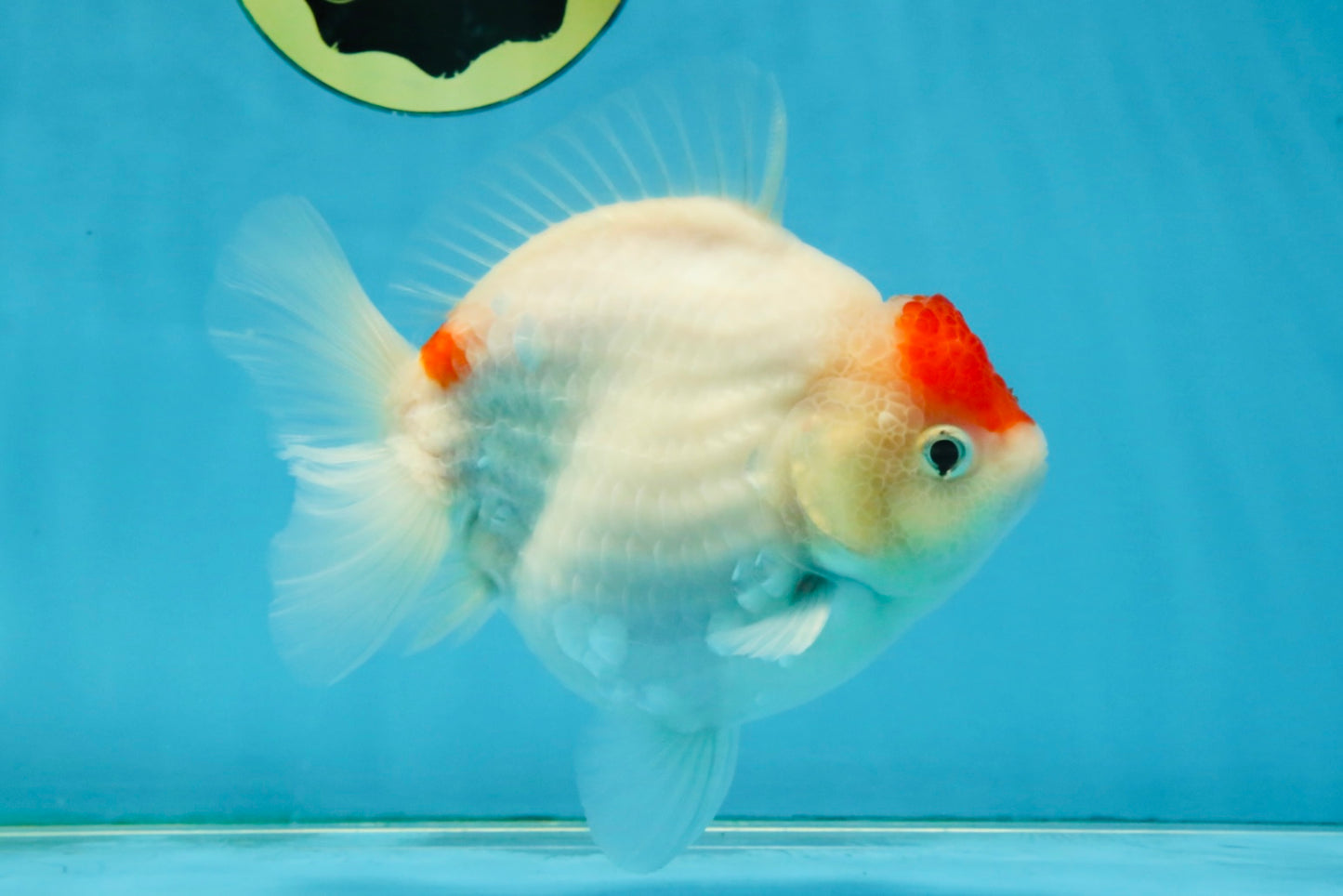 MARIO AAA Grade Red White Yuanbao Female 5 inches #121225YB_02