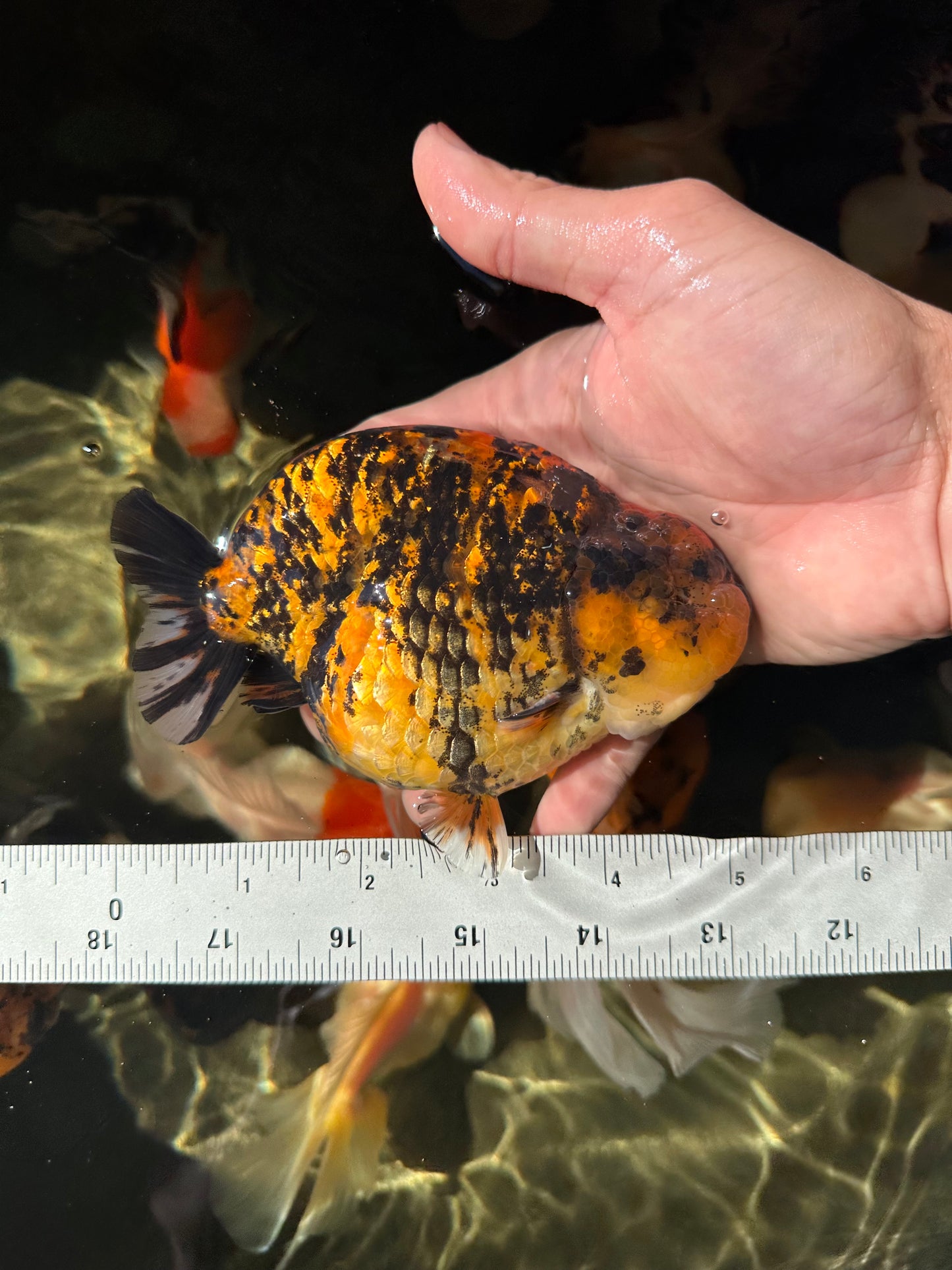 AAA Grade Tiger LionKing 5 inches #052325LC_18