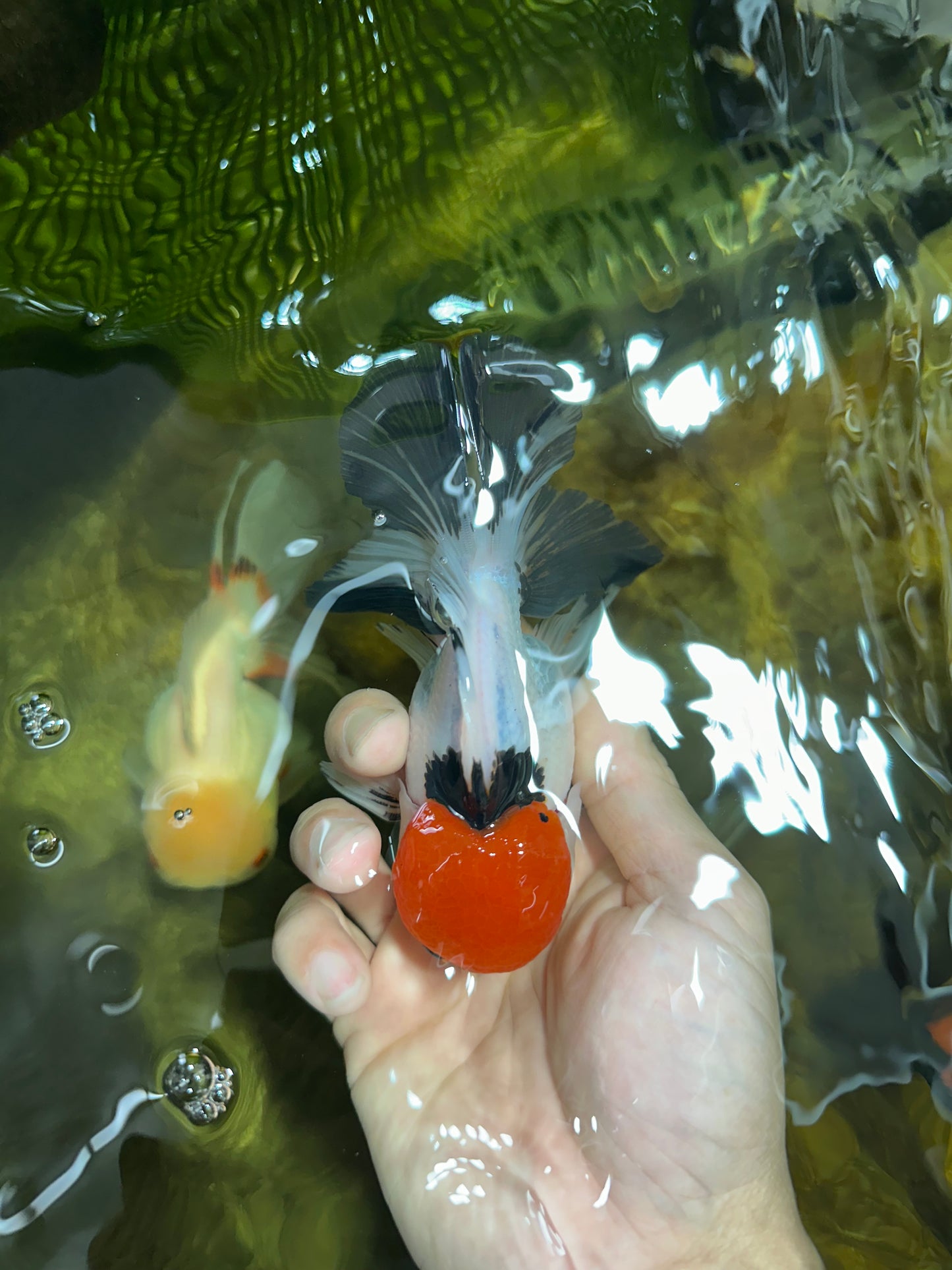 A Grade Red Head Tricolor Oranda Male 4.5 inches #053025OR_19