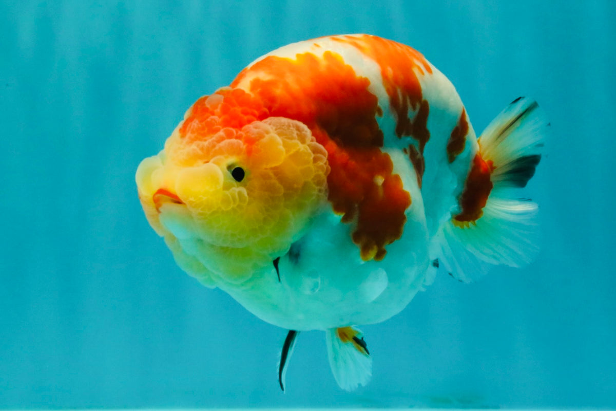 UNIQUE AAA Grade Super Kohaku Sakura LionKing 5-5.5 inches #092526LC_18