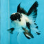 A Grade Panda Oranda Male 4.5 inches #010325OR_08