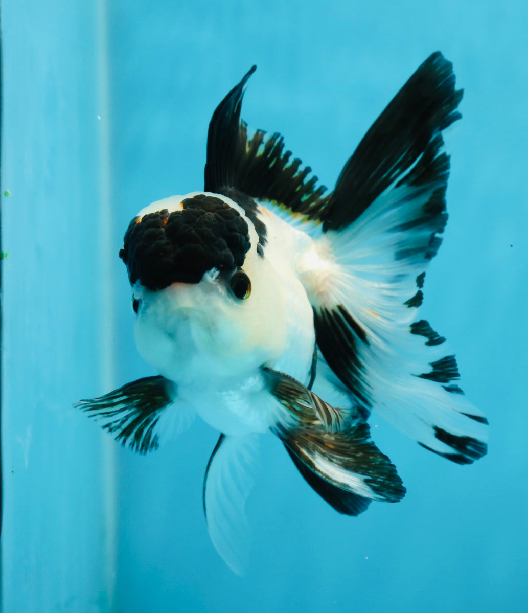 A Grade Panda Oranda Male 4.5 inches #010325OR_08