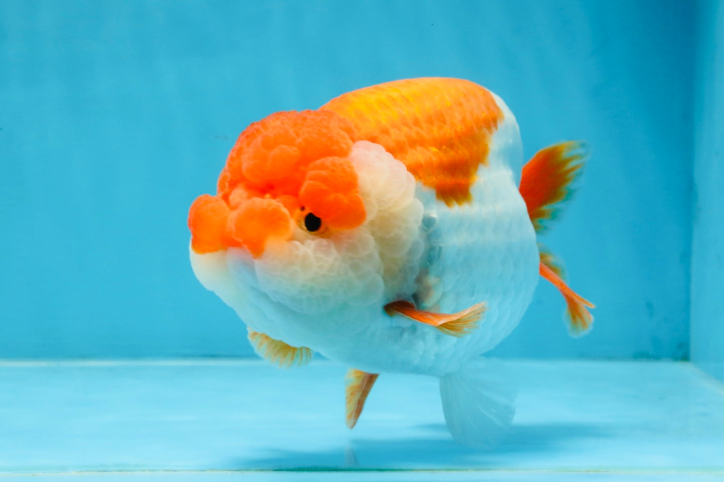 A Grade Red White LionKing 5.5-6 inches #103125LC_10