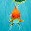 AAA Grade Red White Oranda Male 5-5.5 inches #062626OR_34