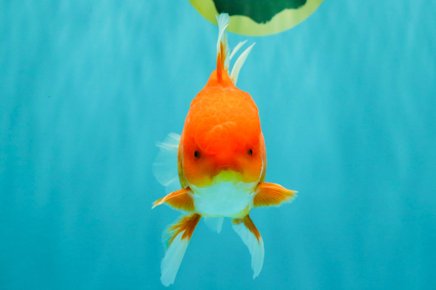 AAA Grade Red White Oranda Male 5-5.5 inches #062626OR_34