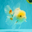 A Grade White Oranda Female 6.5 inches #071726OR_18
