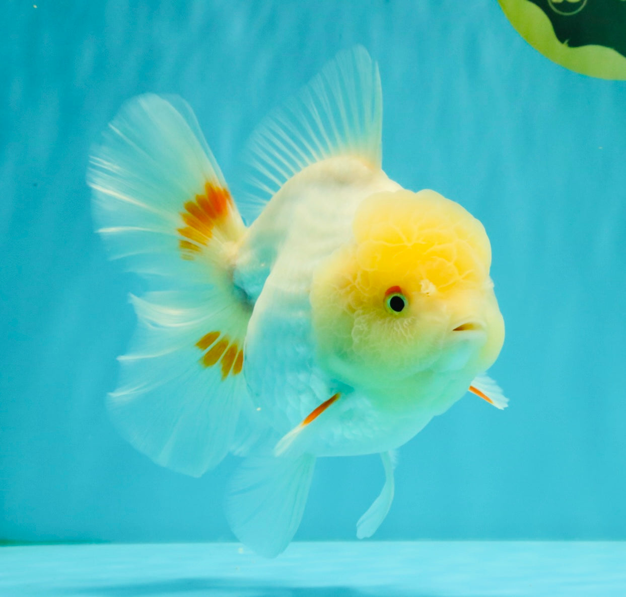 A Grade White Oranda Female 6.5 inches #071726OR_18