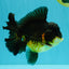 BATMAN A Grade Apache Oranda Male 6 inches #041726OR_12