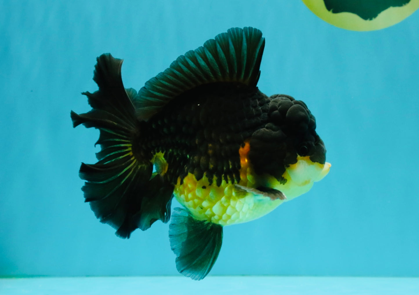 BATMAN A Grade Apache Oranda Male 6 inches #041726OR_12