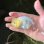 🐣 New Baby Lemonhead Snow White Lionchu Male 3.5 inches #0223LC_05