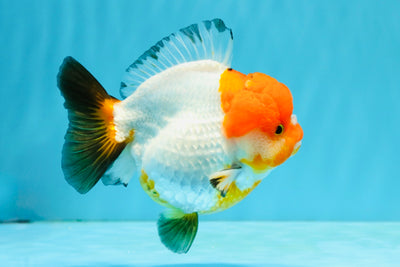 SUPER CUTE Tricolor Yuanbao Female 4.5-5 inches #040326YB_05