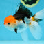 Tricolor Oranda Female 5.5 inches #091225OR_19