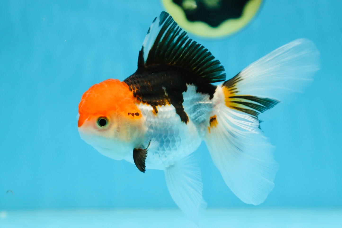 Tricolor Oranda Female 5.5 inches #091225OR_19