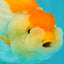 A Grade Orange White LionQueen 4.5-5 inches #072426LC_35