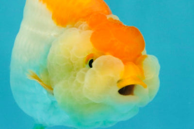 A Grade Orange White LionQueen 4.5-5 inches #072426LC_35