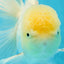 White Oranda Male 5.5 inches #052325OR_04