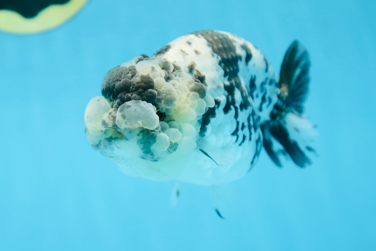 AAA Grade UNIQUE White Tiger LionQueen 4.5-5 inches #090525LC_03