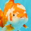 UNIQUE AAA Grade Red White Oranda Female 6.5-7 inches #032026OR_04