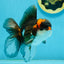 A Grade Tricolor Lava Head Oranda Male 5-5.5 inches #120624OR_03