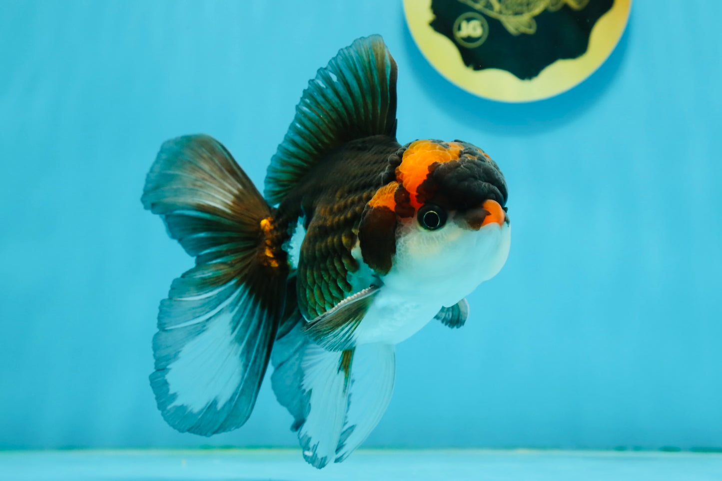 A Grade Tricolor Lava Head Oranda Male 5-5.5 inches #120624OR_03