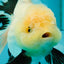 A Grade Fluffy Wen Panda Oranda Female 5-5.5 inches #110824OR_03