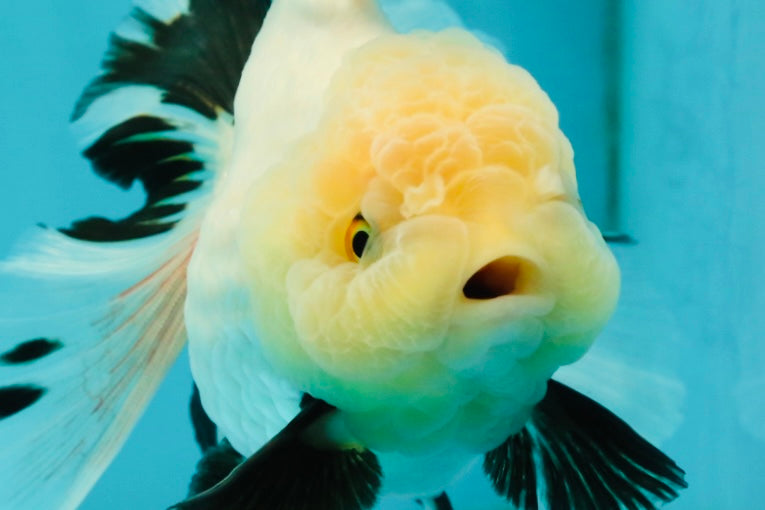 A Grade Fluffy Wen Panda Oranda Female 5-5.5 inches #110824OR_03