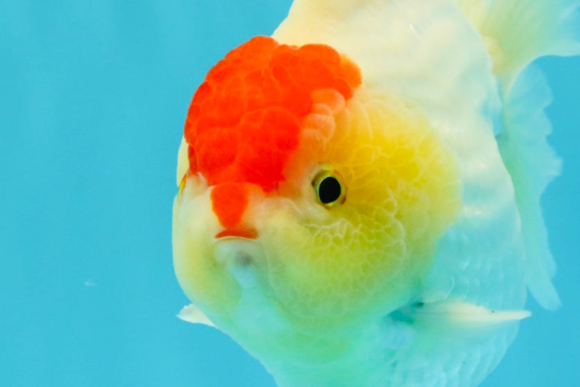 CHUBBY AAA Grade Tancho Red White Yuanbao Male 5-5.5 inches #031326YB_18